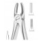Extracting Forceps English Pattern, Fig: 2